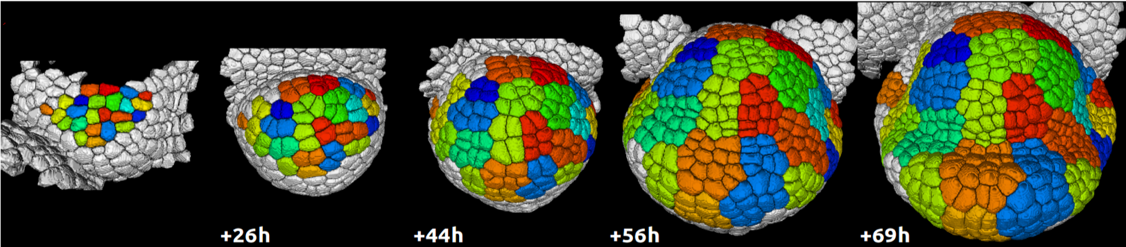 Sequence of segmented images including cell lineages (cell colors) of a young growing flower primordium.